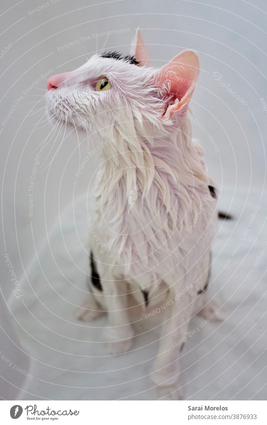 Cat showering Animal Animal portrait Cat's head cat portrait Cat Face Cat eyes cat ears