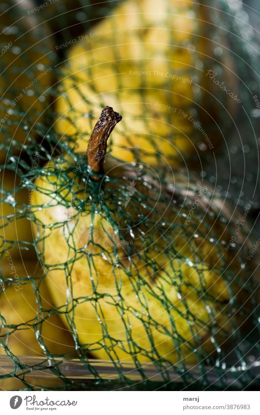 Shrivelling style of a ripe pear that has found a way through the packaging net an escape route. Pear Pear Style Fruit Healthy Healthy Eating Vegetarian diet