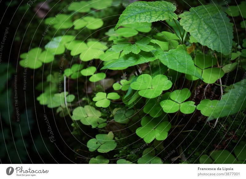 Forest floor with lucky charms Clover cloverleaves Moss Green Ground Fresh youthful Woodground slips Nature Plant Exterior shot Colour photo Deserted