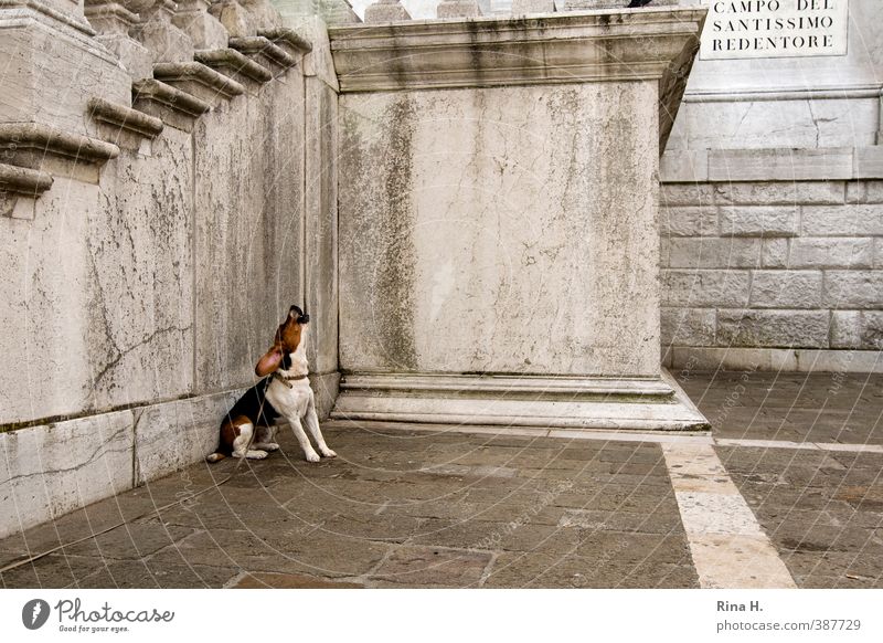 howling Wall (barrier) Wall (building) Dog 1 Animal Sit Wait Cry Sadness Impatience Dog lead Leashed Longing Paving stone Corner Subdued colour Exterior shot