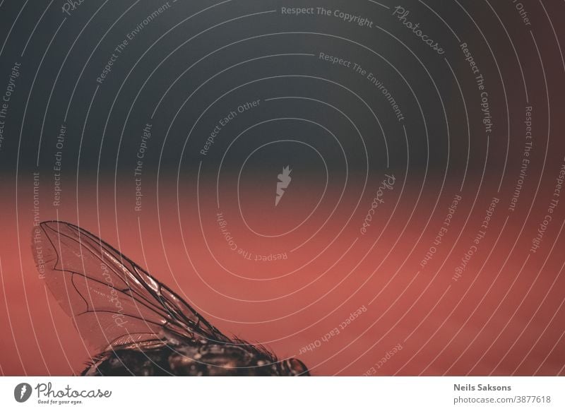 wing of common fly Autumn background beautiful biology blossom blurred bokeh bright bug closeup color colorful environment evening eyes fauna field flora flower