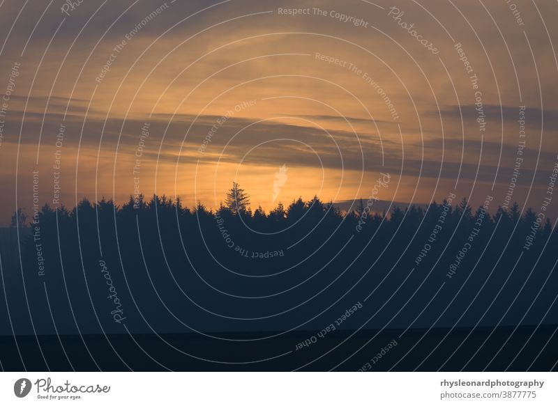 Amber glow at dusk, just after sunset, behind a coniferous forest warm amber trees landscape background conifers silhouetted cloudy hazy gentle sky smooth