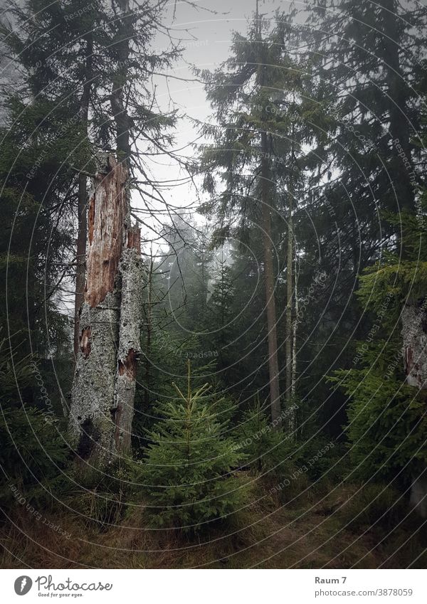 November day Forest trees Coniferous forest Harz Nature foggy Autumn Autumnal weather Landscape Automn wood Fog Tree Environment Green Wilderness