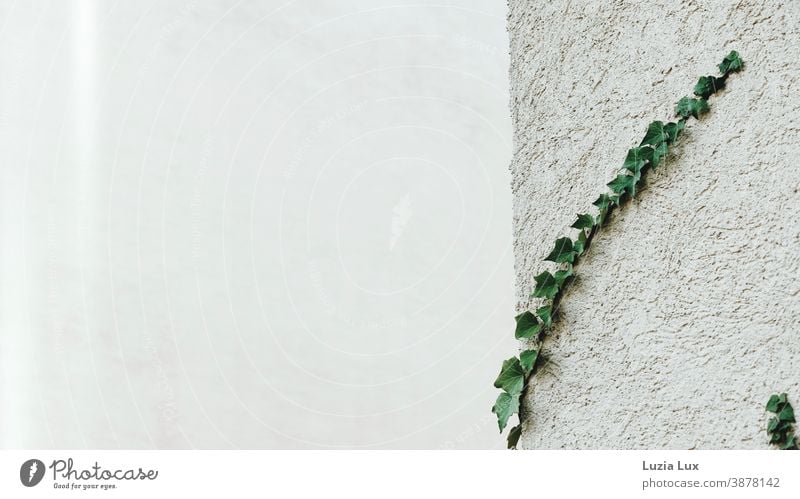 Ivy vines on a house wall, rough plaster and soft light house corner Building corner Part of a building Tendril ivy vine Light Plaster Rendered facade White