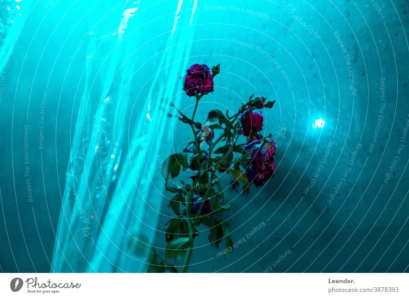 Through the flower Flower bathroom Light Blue Green pink Experimental space Packing film Mysterious Abstract Art Artificial light Bouquet