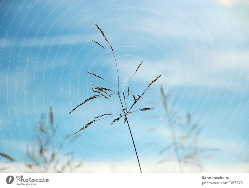 towards the sun Summer Nature Sky Sun Beautiful weather Plant Blossoming Wait Blue Honest Authentic Energy Expectation Freedom Peace Hope Style Survive Growth