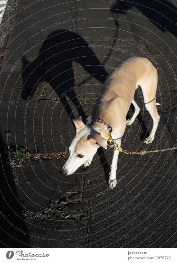 a dog a coward Dog Animal portrait Walkies Fear Silhouette Puppydog eyes Whippet Greyhound Purebred dog Emotions Pet Walk the dog Caution timid Leashed