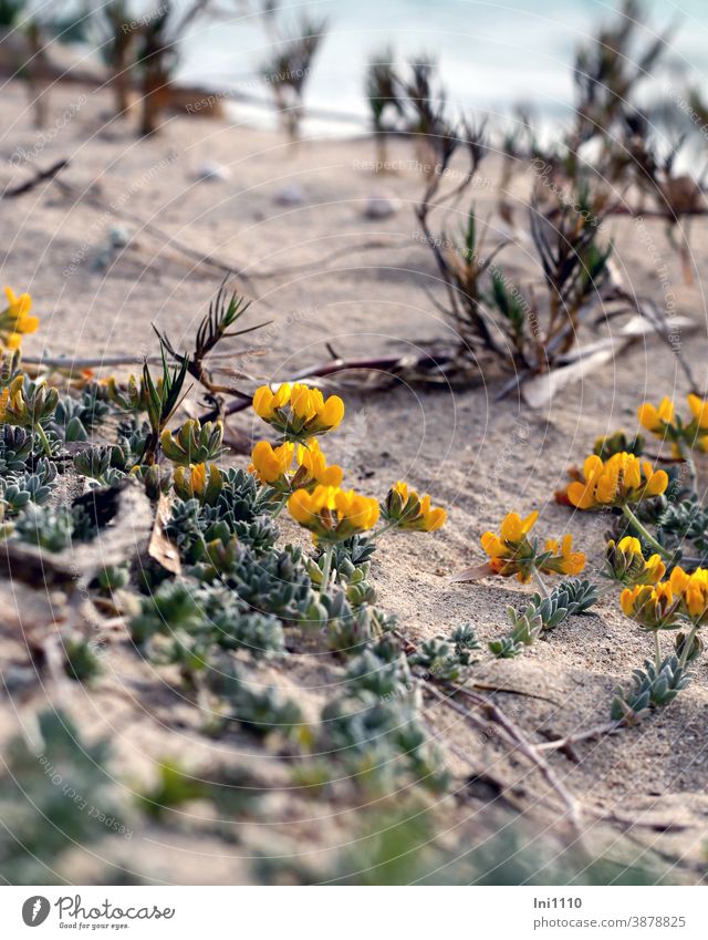 Honeysuckle on the beach Sand Majorca Wild plant Beach Bird's foot trefoil dunes Balearic Islands foothills Yellow creeping lotus cytisoides