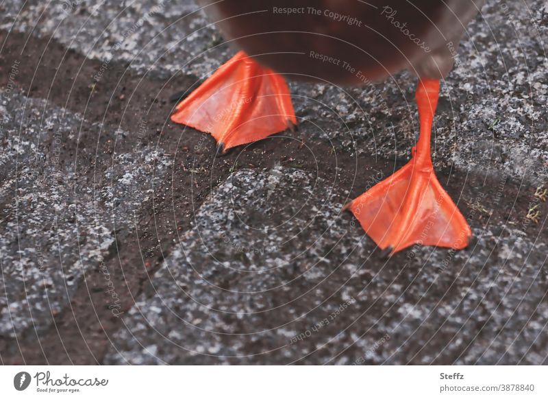 Happy New Year! good slide duck feet duckfoot Duck walk Going off Steps Waddle get ahead Sidewalk In transit Clumsy differently Paving stone Cobblestones bricks