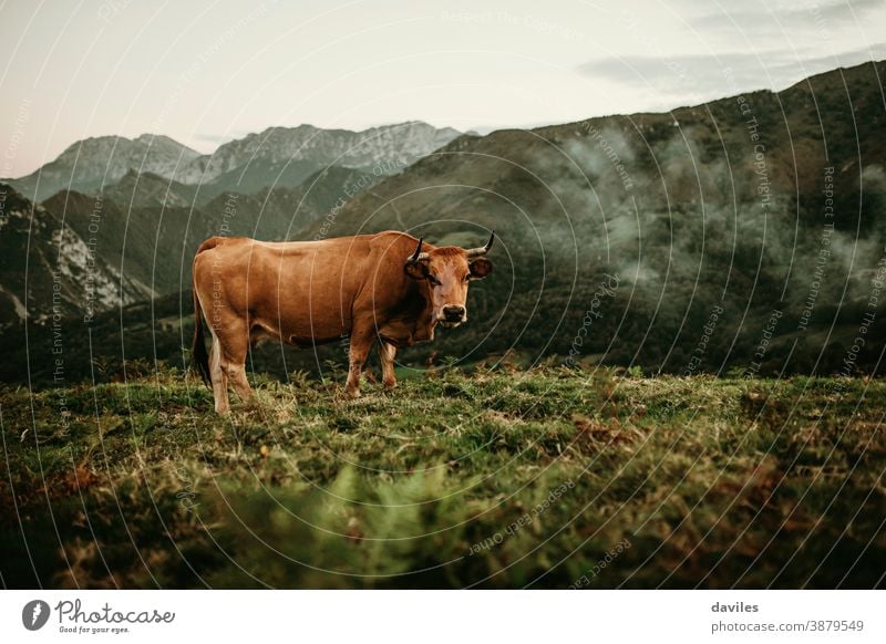 Brown cow pasturing on a meadow at Picos de Europa in Asturias, Spain. horns valley cantabria brown cow animals industry countryside wildlife alps asturias