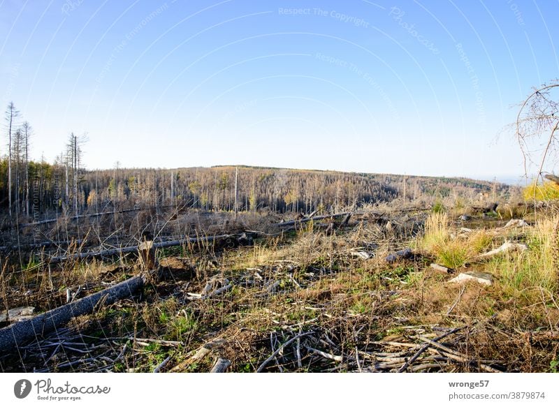 dead | the triumph of the bark beetle topic day Triumph Bark-beetle Forest death dead forest Tree Nature Climate change Log Environment Forestry Deserted