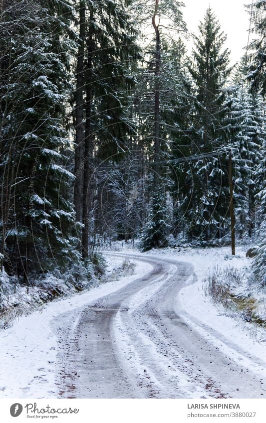 Snowy road in winter forest. Beautiful frosty white landscape. snowy season ice scene christmas tree day car freeze outdoor background weather light woods park