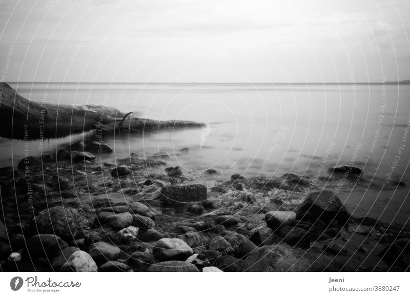 There is a tree on the beach by the sea and it juts into the water - stones lie on the shore Ocean Baltic Sea coast Tree Tree trunk Water Beach Fog Rock