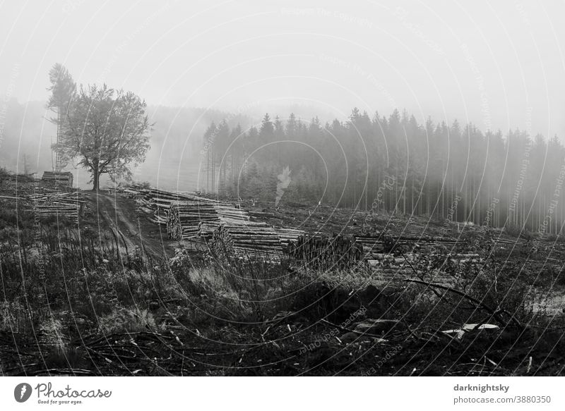 Rain Weather in a cleared forest of conifers and deciduous trees with clouds Forest Wilderness Virgin forest Sauerland Siegerland wander Hiking Fog Moody