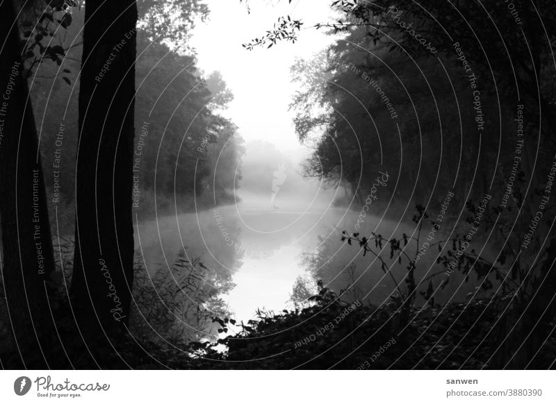 Fishing Lake Fishing (Angle) Fog swans Swan animals Water Nature Bird Landscape somber Morning morning air Morning fog Deserted