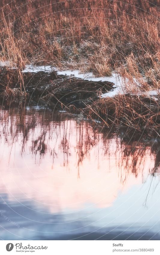 Winter reflection in the pond winter cold Winter Silence Picturesque chill Cold Winter light Light reflection Pond Shore of a pond WinterMirror silent