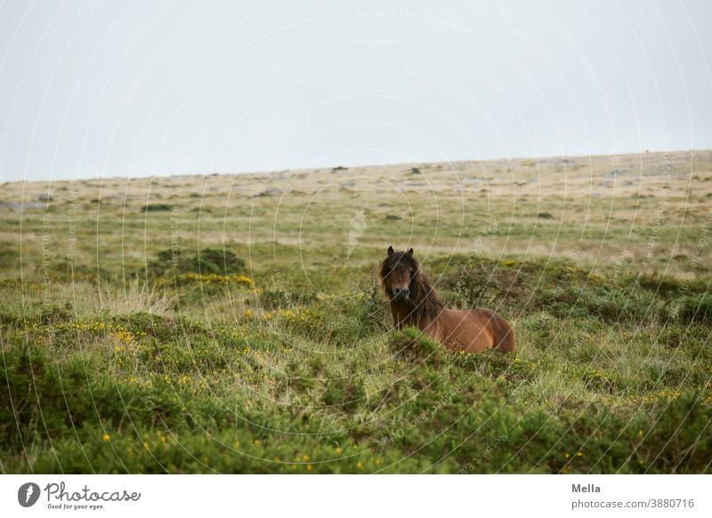 close to nature | pony standing around decoratively on Dartmoor Animal Horse Bangs Dartmoor Pony Exterior shot Vacation & Travel Nature closeness to nature Free