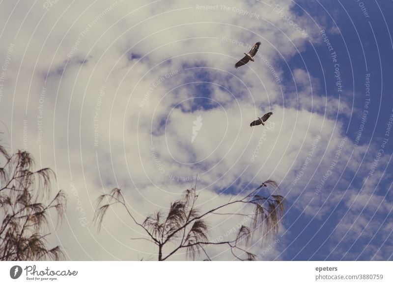 Two white-bellied sea eagles flying high against a cloudy sky in Queensland, Australia Eagle White-bellied Sea Eagle flying birds Flying Sky Grand piano