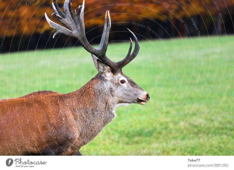 The stag Animal Forest Autumn animals Grass trees Tree Wild animal the stag