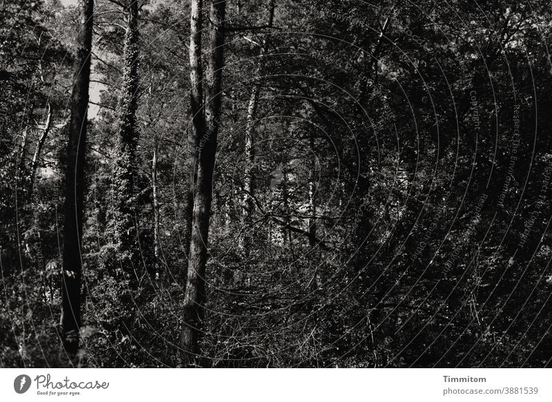 A somewhat gloomy summer forest Forest trees shrubby Ivy Nature Tree Environment Calm Dark somber Deserted Black & white photo