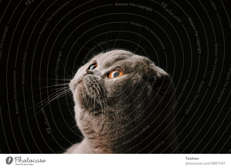 studio portrait of a cute purebred scottish fold cat close up . Black background eye looking pet kitten animal black background feline mammal young dark