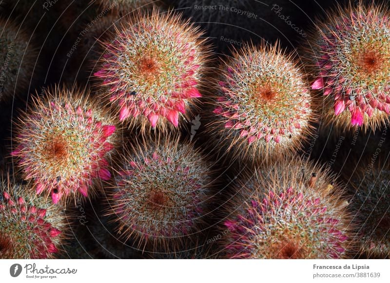 Cacti with pink flower buds cacti Cactus Pink Bud Thorny peak Structures and shapes Bird's-eye view background Plant Green Close-up Detail Nature Exotic