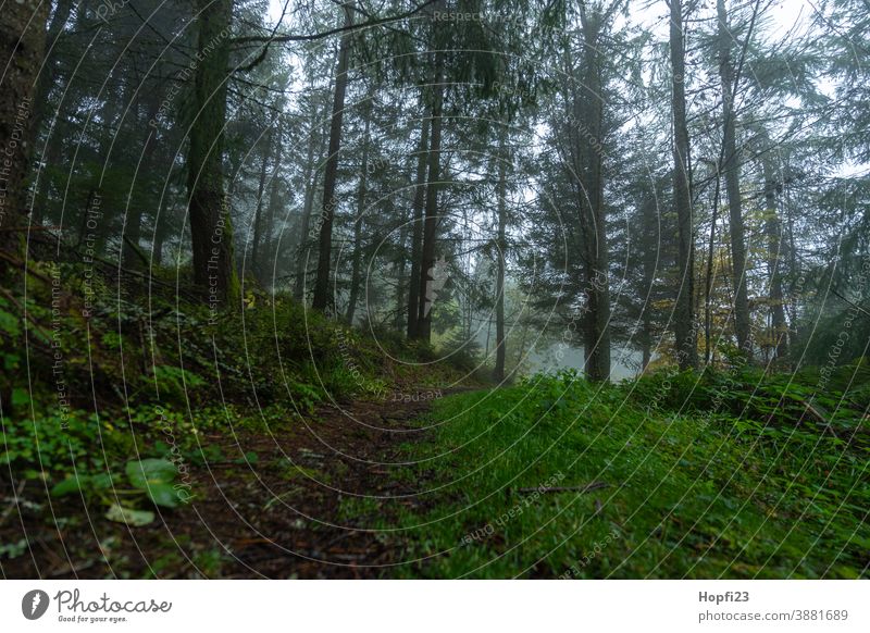 Fog in the forest Spruce Spruce forest spruces mountains Forest forest path Nature Exterior shot Colour photo Tree Deserted Landscape Environment Plant Day