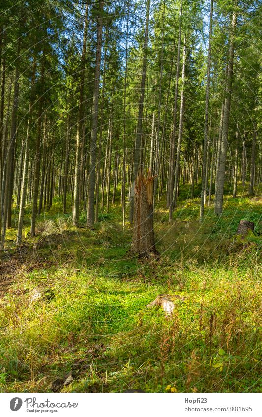 Folded tree in the Black Forest Spruce Spruce forest spruces mountains forest path Nature Exterior shot Colour photo Tree Deserted Landscape Environment Plant