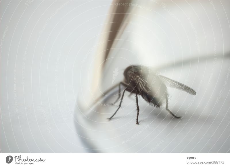 longing Animal Fly 1 Glass bowl Observe Crawl Fatigue Longing Loneliness Hope Enclosed Captured Colour photo Subdued colour Interior shot Close-up Detail