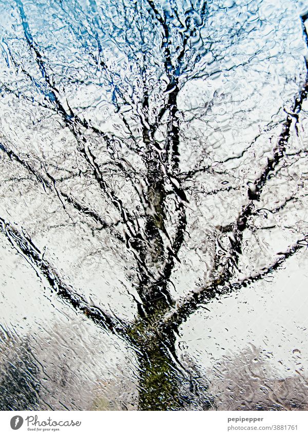 Tree in the rain photographed from inside through a car window Rain Slice Car Window Window pane Drops of water Weather Water Wet Bad weather Deserted