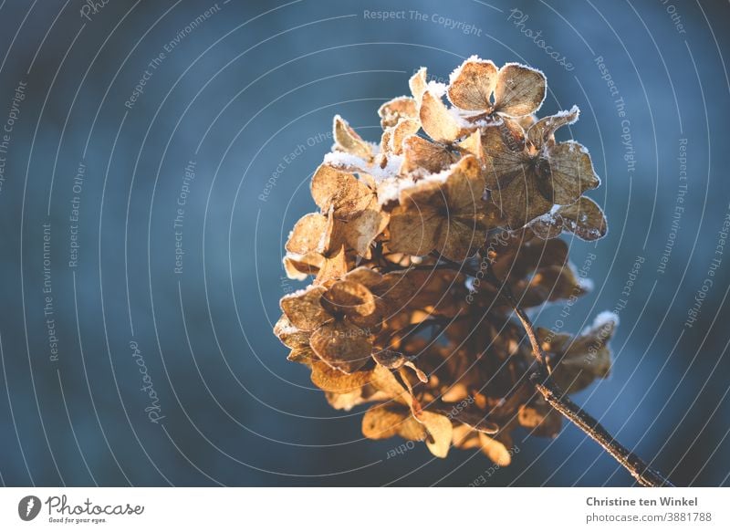 A dried and slightly frozen hydrangea flower against a calm blue background is illuminated by the sun Hydrangea blossom Shriveled Faded Transience Frozen Frost