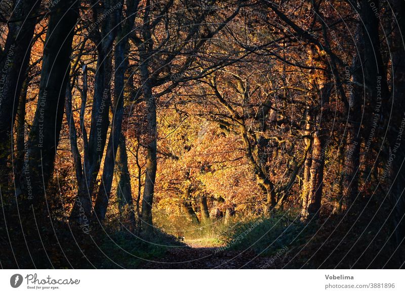 Forest path in autumn with evening light forest path Forest road off Automn wood Autumn Tree Beech tree Book Beech wood Leaf leaves variegated Autumnal