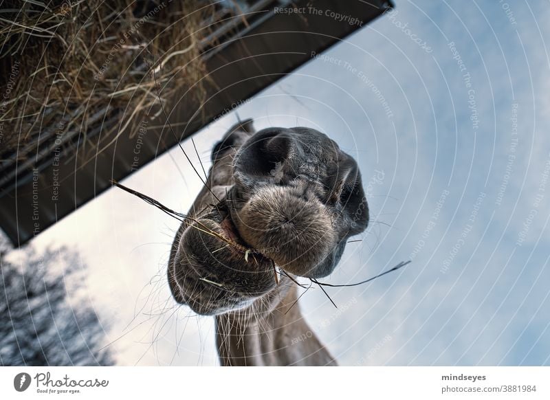 horse eating hay Agriculture Exterior shot Field Colour photo Wide angle Farm animal straight up Funny Eating Animal Day Grass Animal portrait Pasture