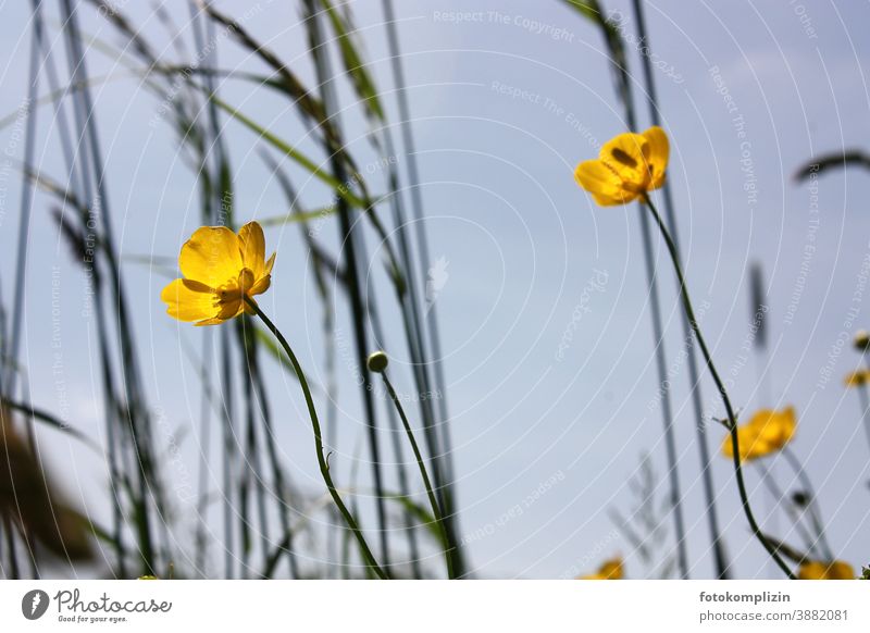 yellow meadow flowers (buttercups) against blue sky Crowfoot Spring Blossom Yellow Blossoming Meadow Growth Environment Flower Plant Shallow depth of field