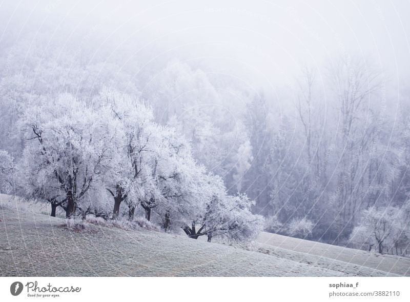 foggy winter wonderland, frozen field with trees frozen landscape winter scene snowfall foggy morning cold idyllic winter forest wood beautiful nature frosty