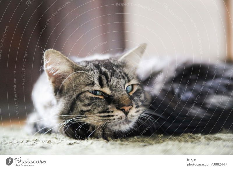 close up lying tomcat blinks at camera Colour photo Close-up shallow depth of field hangover Pet animal portrait Cat Sleep Lie Cute tired Looking Cozy at home