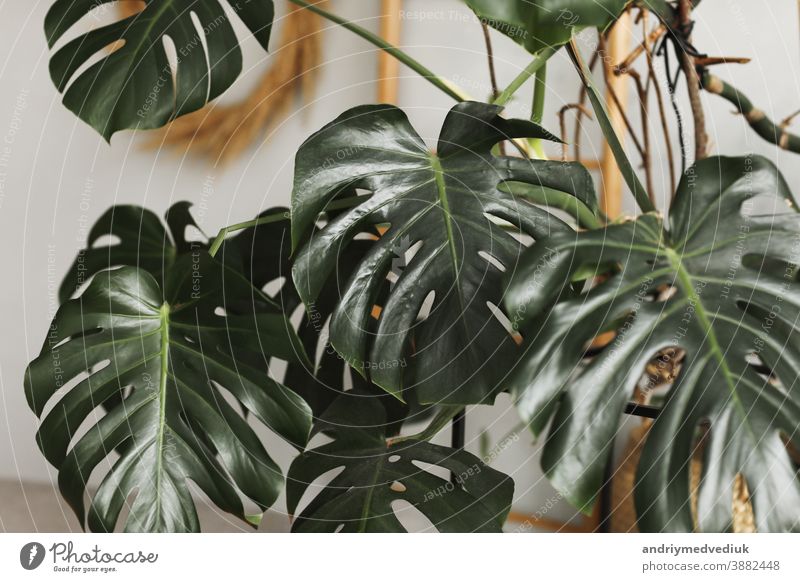 Big green leaf for flower arrangement. Monstera leaf. Popular choice of florist using exotic jungle plant leaf. green leaves. selective focus. monstera popular