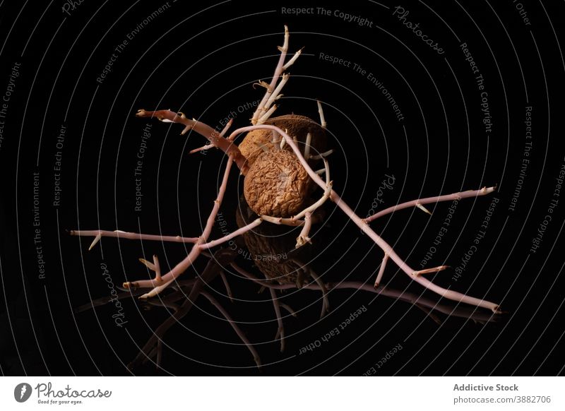 Sprouted potato on black background sprout root old vegetate grow agriculture seed natural botany shape curve food meal growth nature cultivate garden