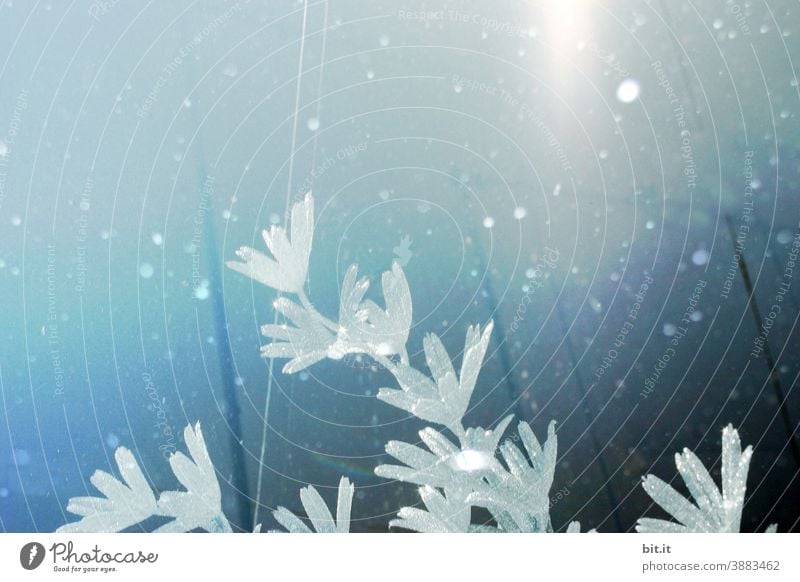 Icy-looking flowers, in a snow flurry, against a diffuse blue background. Ice Frostwork icily chill Flower Blossom Blossoming blossom Snow pretty Winter Blue