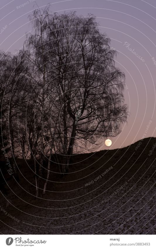 Full moon rising behind birch trees. Full  moon Winter night of the full moon blue hour Twilight Sky Evening Nature Birch tree Hill somber Mystic Moon