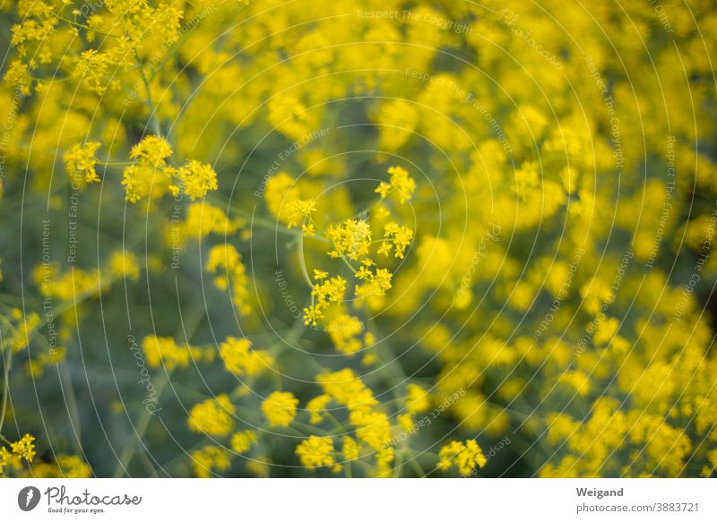 yellow flowers Blossom leave Yellow Summer tranquillity Fragrance Fragrant Simple straightforwardness