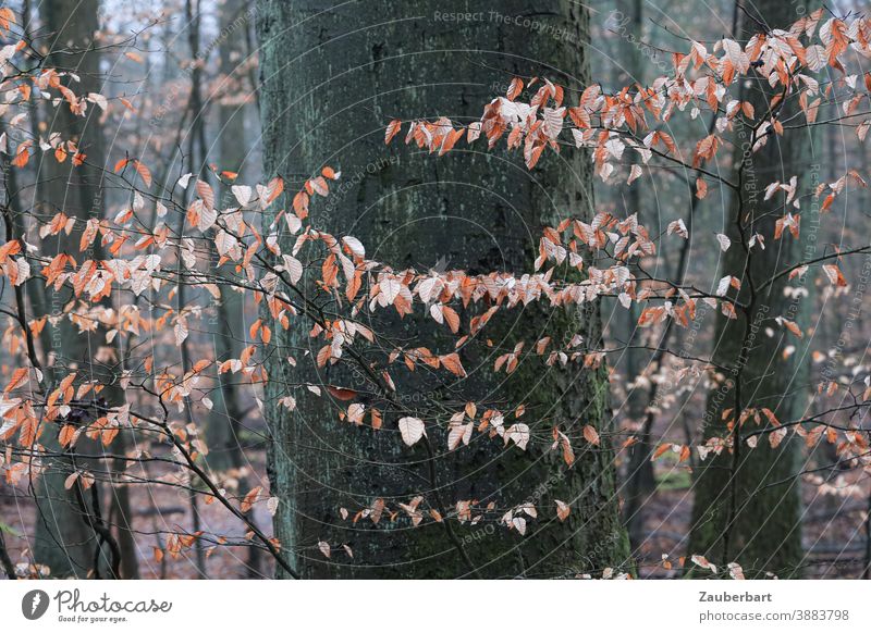 Autumn leaves as a garland in front of a tree trunk Winter Paper chain Tree trunk Brown Light brown chill Nature Wood Forest Tree bark