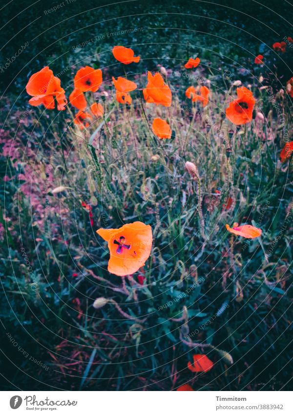 poppies and a certain gloom Poppy poppy blossoms poppy buds Grass Meadow Flashy Red Dark Nature Blossom Corn poppy