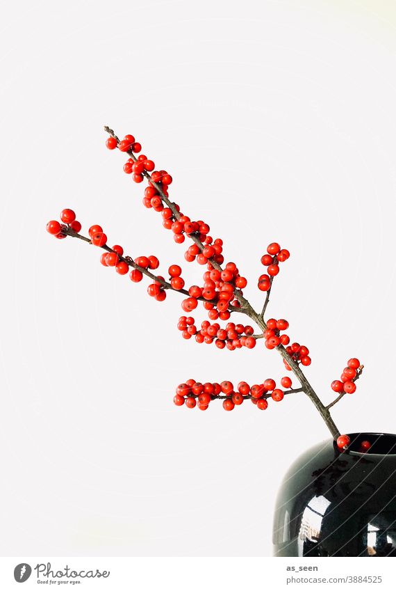 Ilex Branch Twig Red Black Glittering Berries Decoration Floristry Japan Japanese Minimalistic Copy Space left Plant Colour photo Nature Winter Interior shot