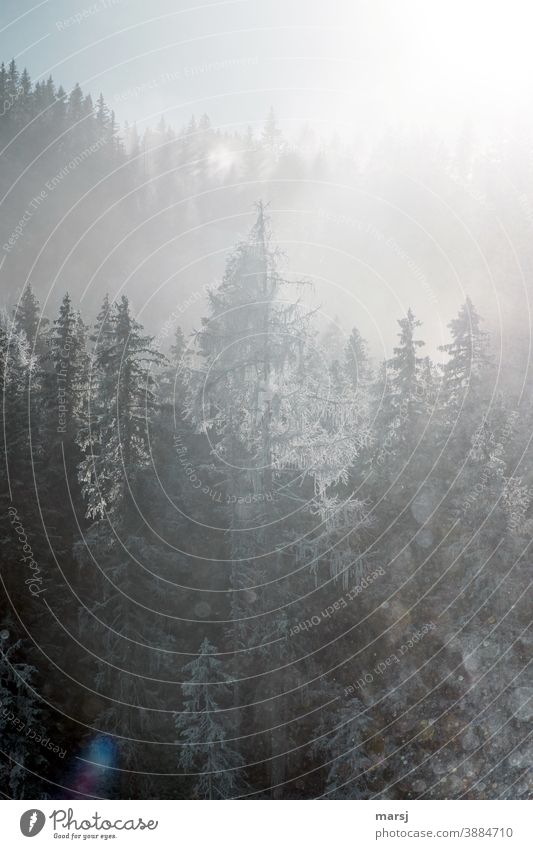 Winter spruce and larch against the light trees Forest winter Frost Winter magic Cold White Frozen Snow Hoar frost Nature Back-light Fog larches spruces