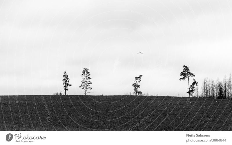 landscape with lonely trees and flying bird Animal atmosphere autumn avian background beautiful biology black branch branches clouds color country creepy