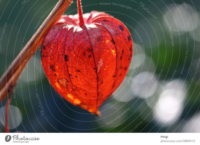 orange seed capsule of the lampion flower in backlight with bokeh Chinese lantern flower Seed capsule Seed head Back-light Light Shadow Twig Hang Illuminate