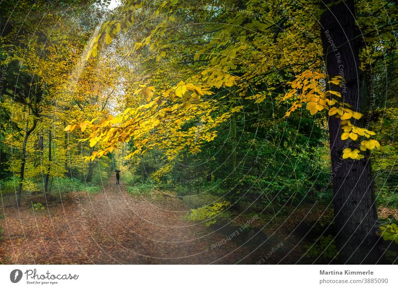 Autumn forest with a person in black with a black umbrella Forest Branch foliage colourful flora Grass Landscape Leaf leaves Haze naturally Outdoors Park Plant