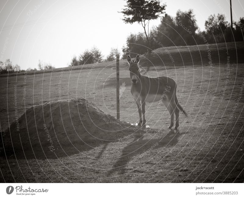 All the happiness on earth is on horseback Horse paddock Nature Meadow Landscape dhaufen calm Stand trees Wooden stake shadow cast Shadow play Hill Sky Earth