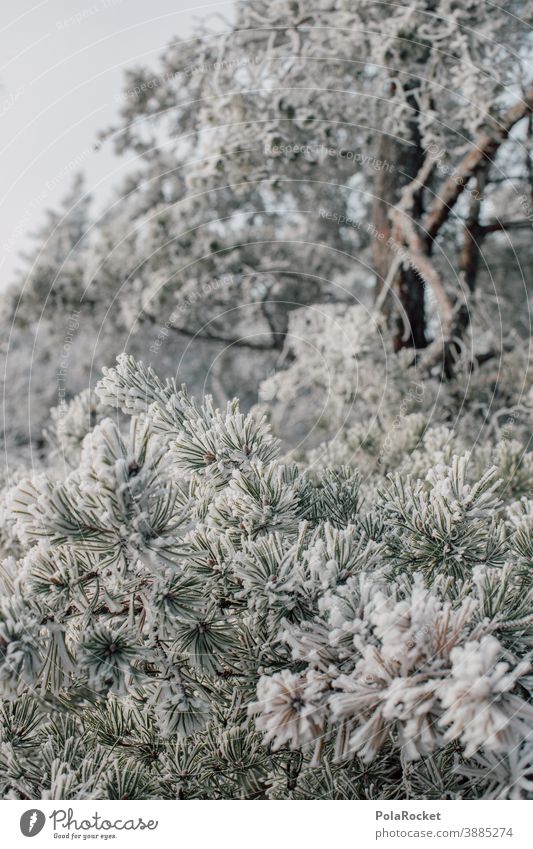 #A0# Hiking in Saxon Switzerland at the onset of winter hikers Winter Winter vacation Winter mood Winter's day Winter forest Winter light chill Nature Cold